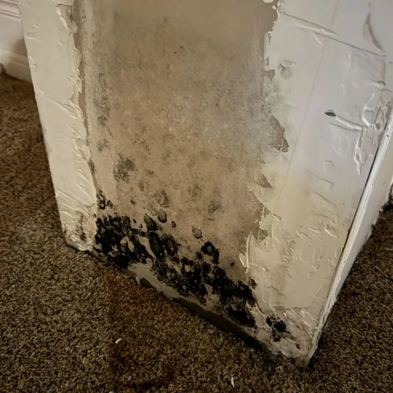 Professional Mold Removal in Pawtucket, RI